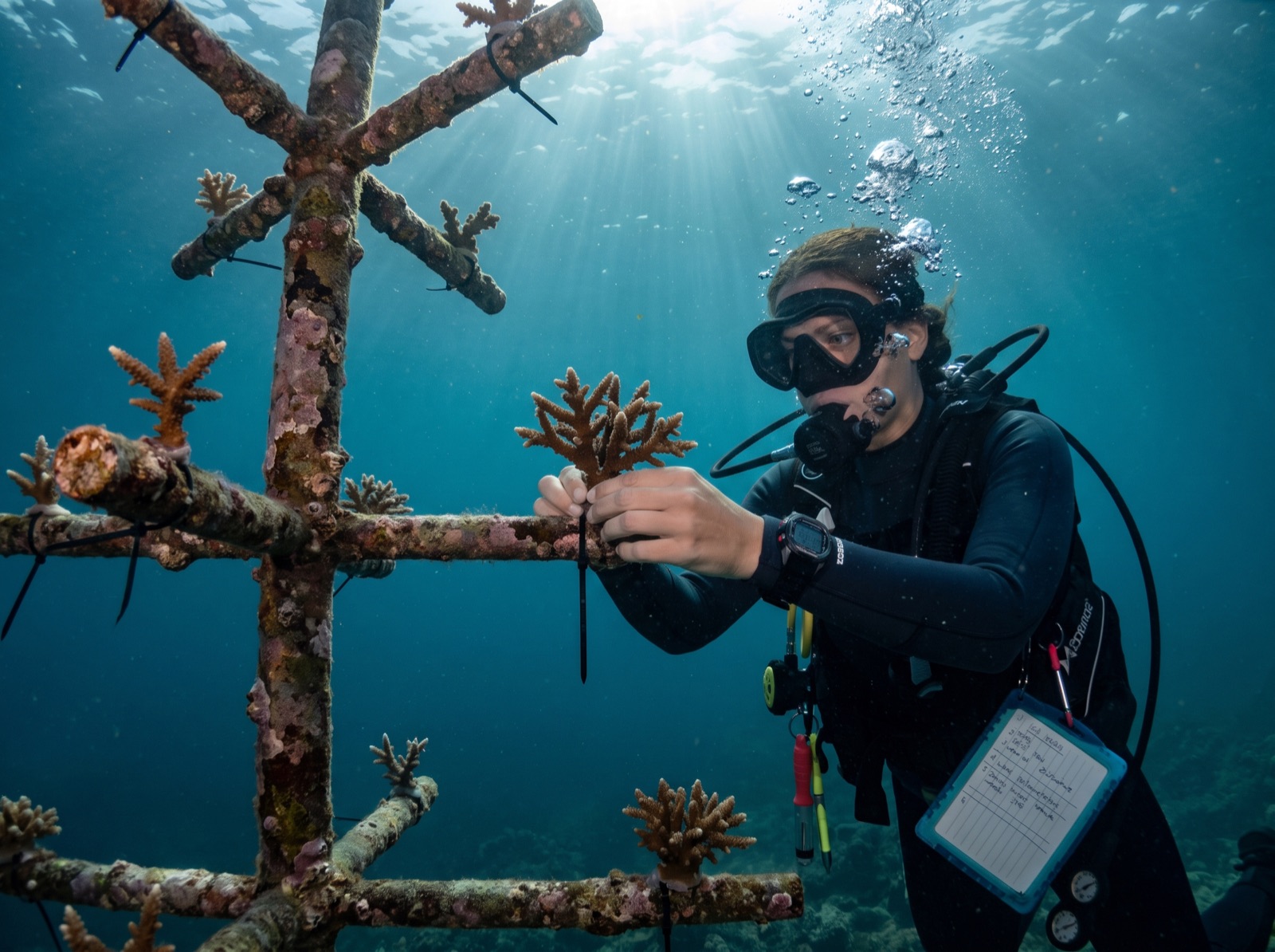 A Blue Horizon diver attaching a coral fragment to a nursery structure underwater